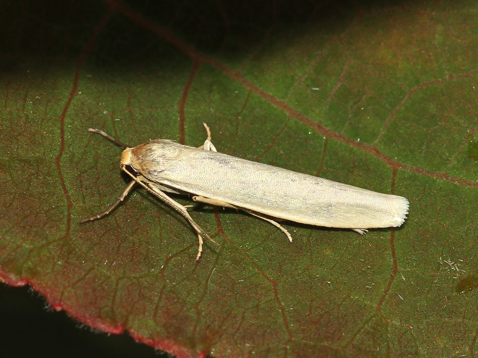 IMG_4832v_Klein kokerbeertje – Eilema pygmaeola John van Roosmalen 11 juli 2012.JPG